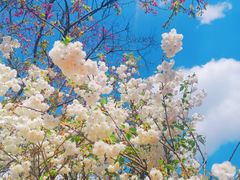 -天适樱花悠乐园