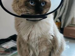 -灵美宠物诊所