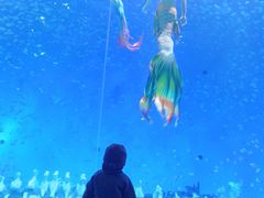 -合肥海洋世界