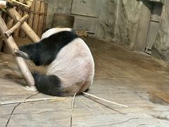 -深圳野生动物园