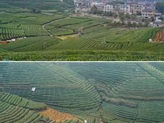-龙坞茶村