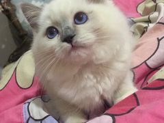 -Bastet sally猫舍购宠(静安店)