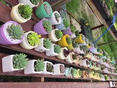 -广东花都香草世界旅游度假区