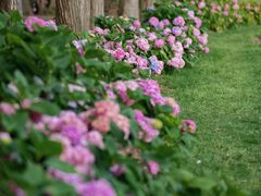 -上海滨江森林公园