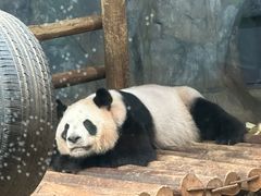 -深圳野生动物园