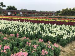 -广东花都香草世界旅游度假区