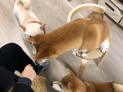 -柴迷FANS CLUB·柴犬狗咖·猫咖