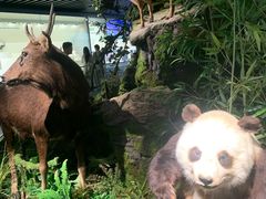 -四川大学博物馆