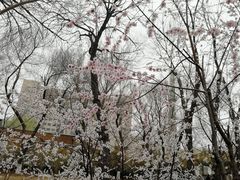 -桃花堤公园