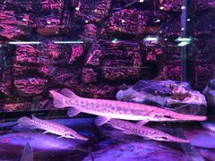 -龟与熊猫宠物公园(南坪店)