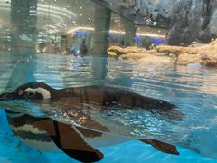 -帝企鹅自助餐厅•儿童岛•真企鹅(长隆企鹅酒店)