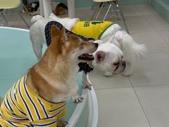 -怪兽屋·羊驼·猫咖·狗咖(俊华广场店)