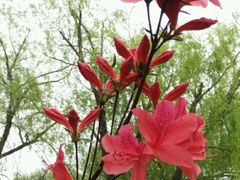 -南汇桃花村