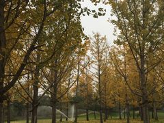 -夏氏怪老头·扬州狮子头(天山西路店)