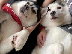 -Husky Go! 哈士奇体验馆·宠物咖啡厅狗咖