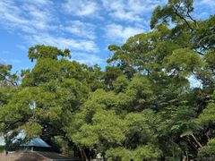 -南宁良凤江国家森林公园