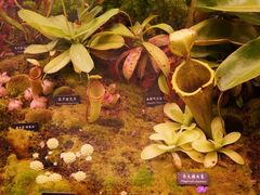 -中国科学院西双版纳热带植物园