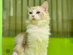 -唐小姐の私宠·宠物洗护美容·撸猫馆·购宠(周浦万达旗舰店)