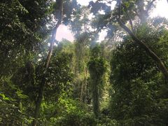 -西双版纳原始森林公园