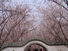 -桃花堤公园
