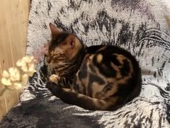 -猫色咖啡·猫咖