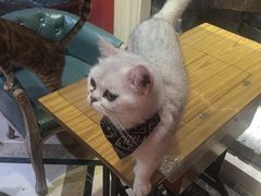 -猫色咖啡·猫咖