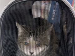 -中农国际动物医院24小时·猫科·骨科·急重症中心
