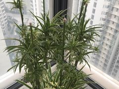-新湖明珠城