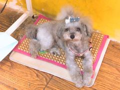 -志龙皇冠吃货椰子铺