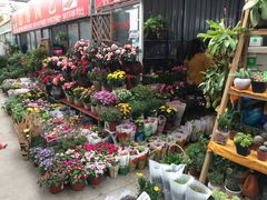 -龙大花卉苗木市场