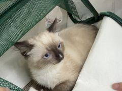 -博特宠物医院24h犬猫全科.骨科·异宠