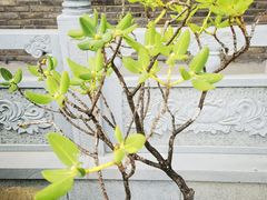 -爱新觉罗皇家博物院