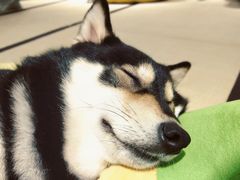 -逗柴咖啡屋·狗咖猫咖宠物桌游