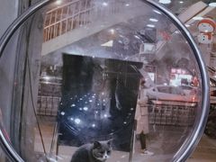 -猫亿天猫咖