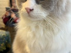 -平行世界·猫咖(首经贸店)