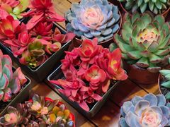 -越秀西湖花市(广州城市广场花卉店)