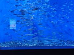 -成都浩海立方海洋公园