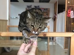 -Catmate·猫肥家润(金润铂宫店)