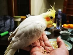 -瑞派名望24h动物医院异宠专科·猫专科·骨科·重症监护分院