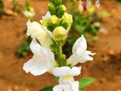 -羊亭河湿地公园