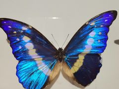-吉林省自然博物馆