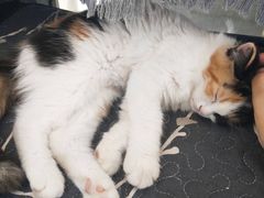 -平行世界·猫咖(首经贸店)