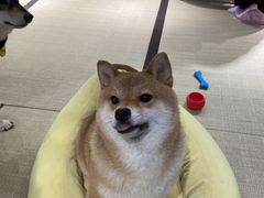 -逗柴咖啡屋·狗咖猫咖宠物桌游