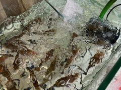 -七星龙虾城·海鲜·大闸蟹(吴江店)