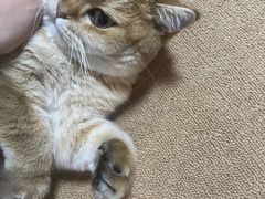 -喵的天空名猫咖啡馆·撸猫·猫舍·用品