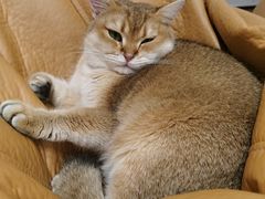 -逗柴咖啡屋·狗咖猫咖宠物桌游