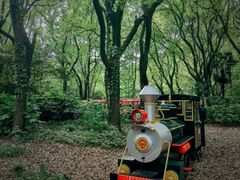 -上海共青森林公园