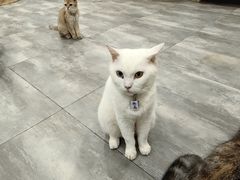 -楼上猫咖(罗湖店)