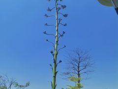 -东莞植物园