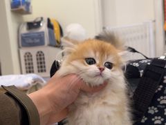 -柚子猫舍·精品猫舍购猫·猫咪认养·购宠·宠物店